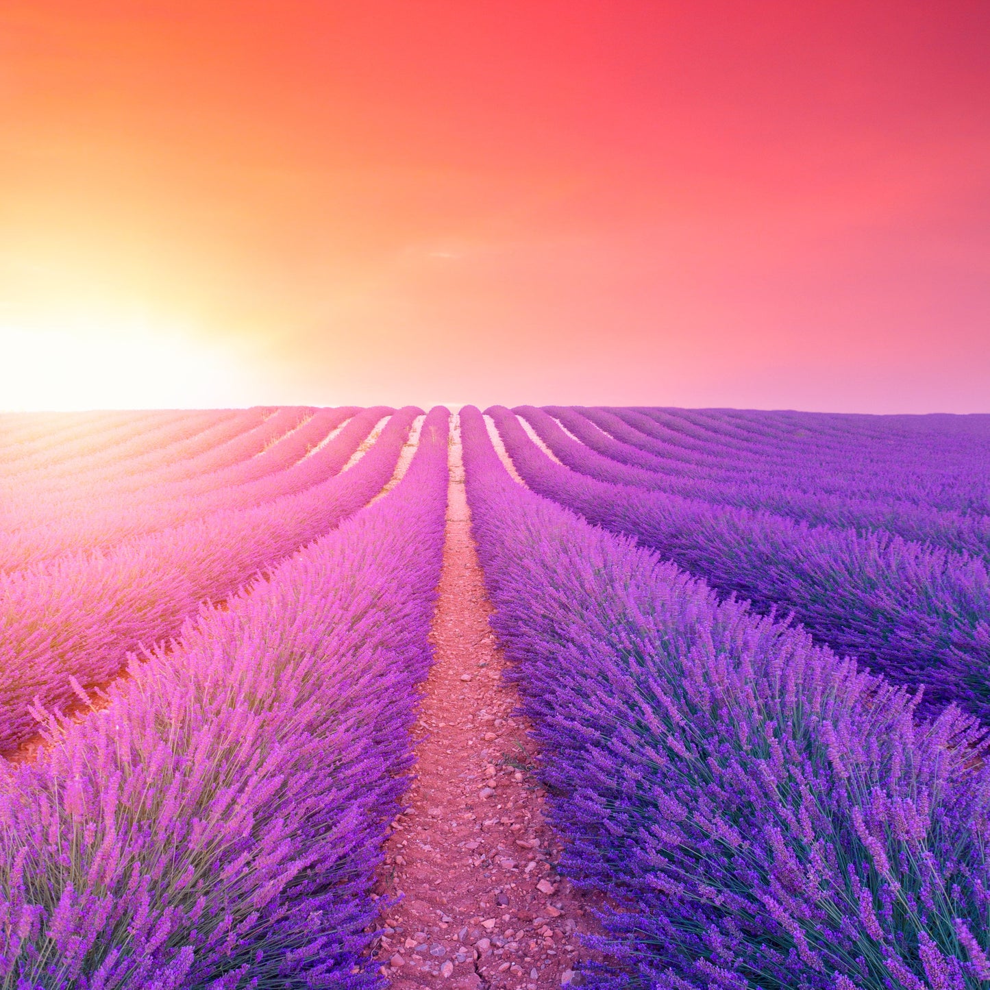 Herbs De Provence Salt 16oz