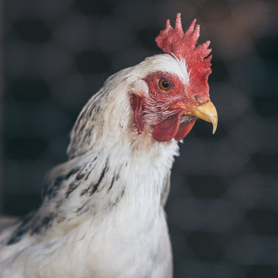 SALTOPIA Infused Sea Salts