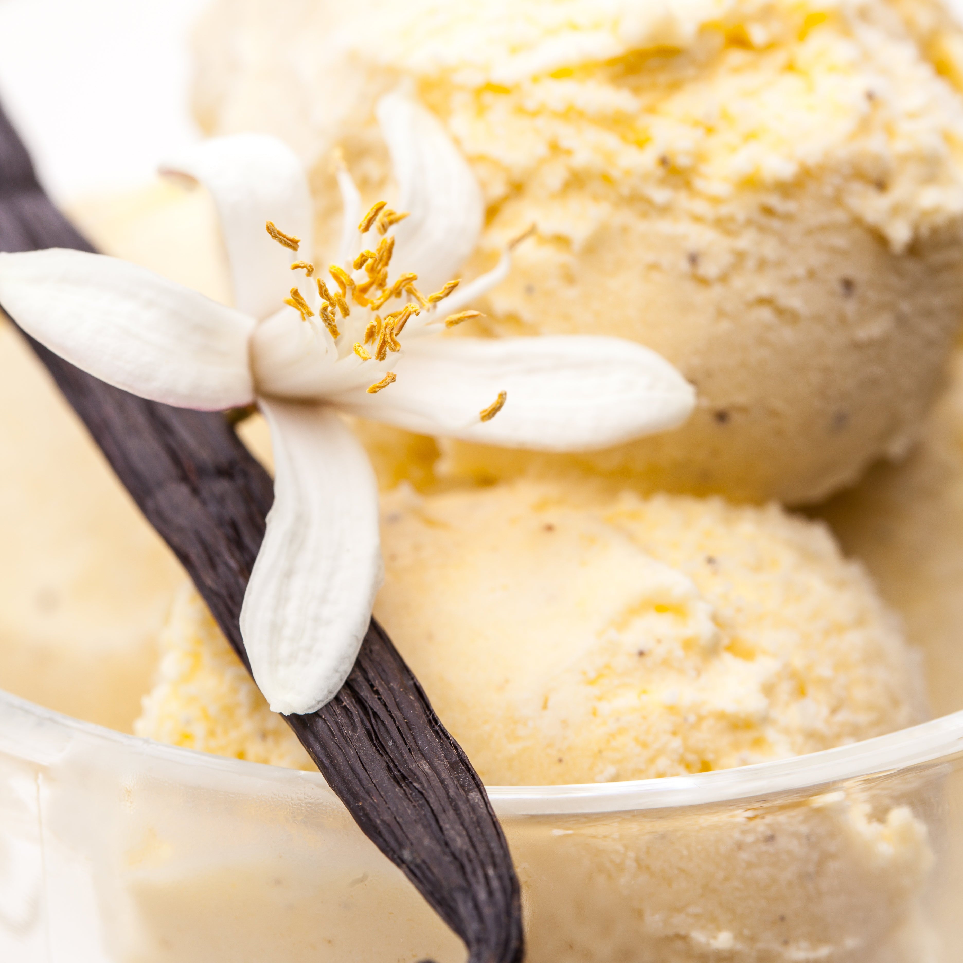 VANILLA BEAN Instant Italian Ice
