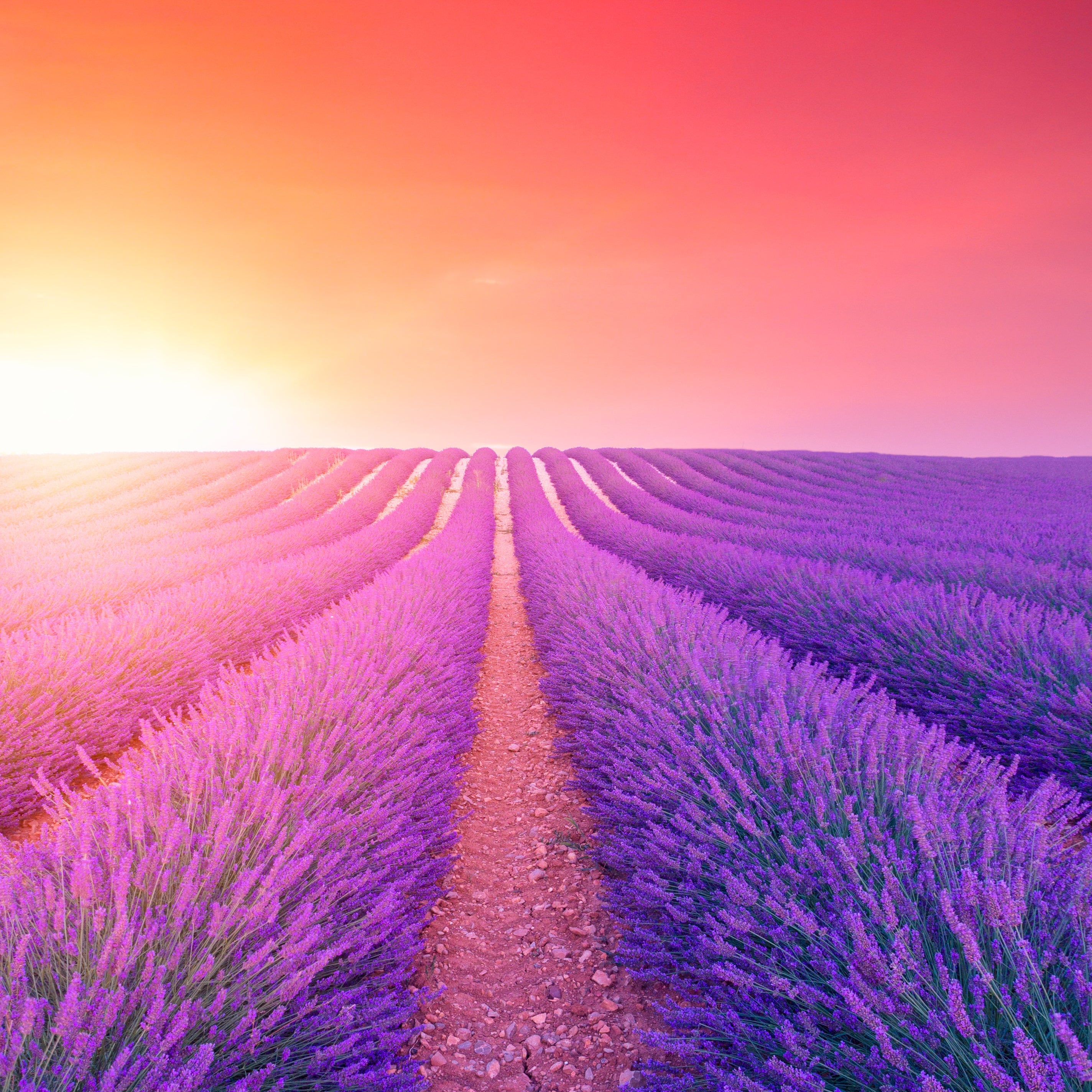 Herbs De Provence Seasoning Salt