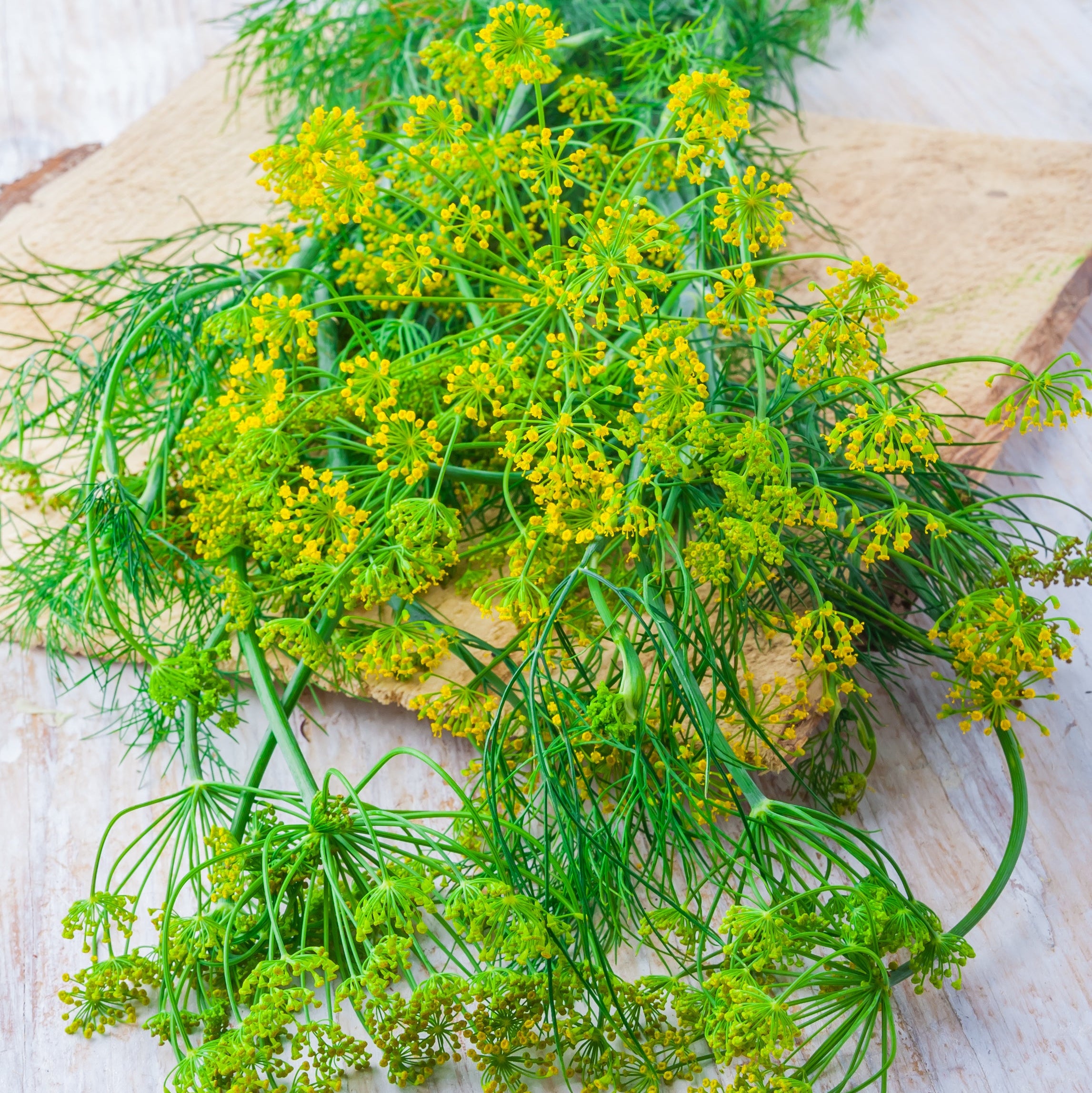 Dill Salt: IN A PICKLE