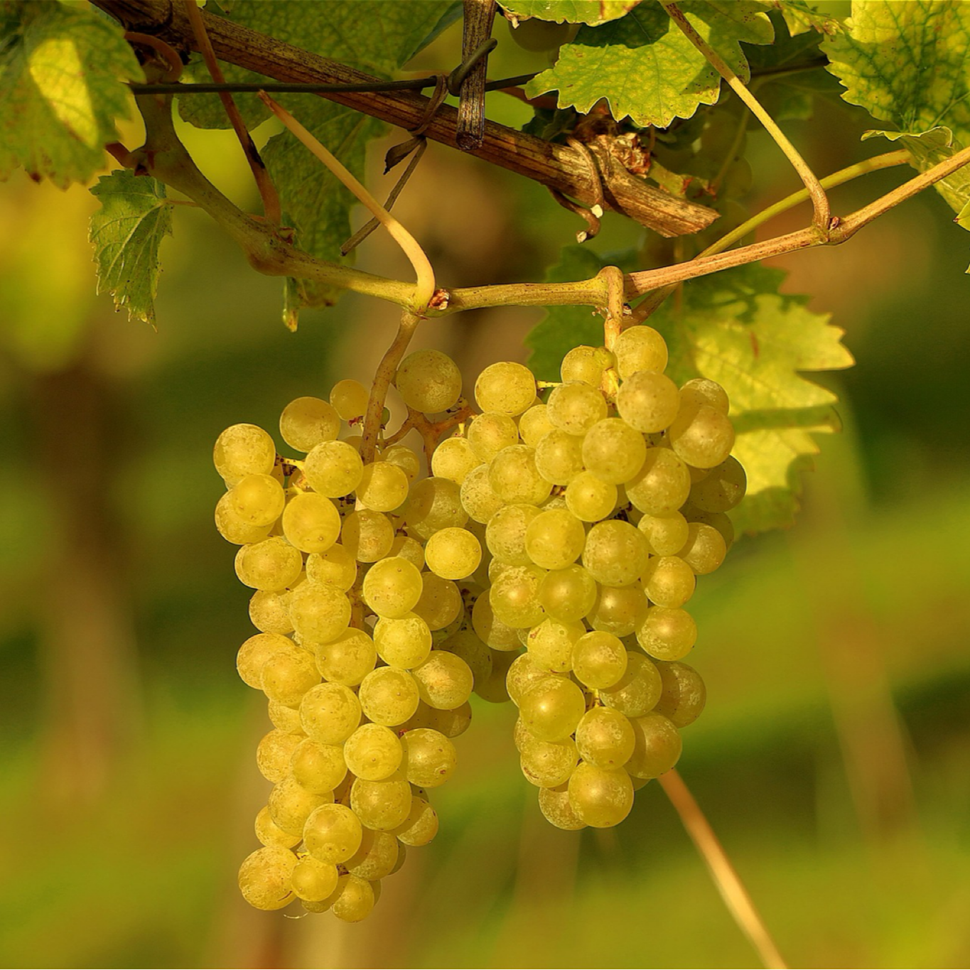 Sauvignon Blanc - Wine Infused Seasoning
